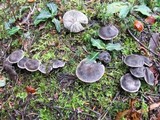Tricholoma myomyces var. cystidiotum image
