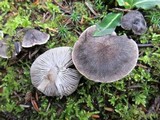 Tricholoma myomyces var. cystidiotum image