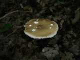 Amanita lividopallescens image