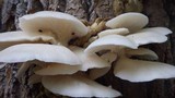 Pleurotus pulmonarius image