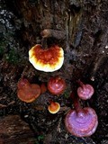 Ganoderma curtisii image