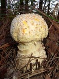 Amanita muscaria f. guessowii image