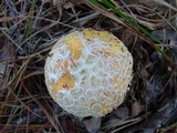 Amanita muscaria f. guessowii image