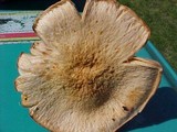 Chroogomphus tomentosus image
