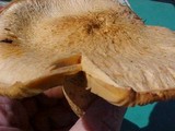 Chroogomphus tomentosus image