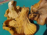 Cantharellus formosus image