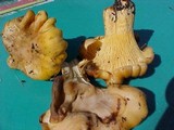 Cantharellus formosus image