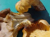 Cantharellus formosus image