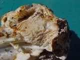 Cantharellus subalbidus image