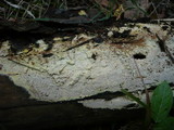 Image of Amphinema angustispora