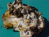 Cantharellus subalbidus image