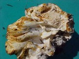 Cantharellus subalbidus image