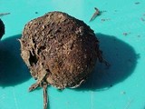 Rhizopogon colossus image
