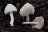 Pluteus tomentosulus image