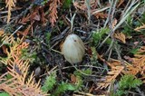 Inocybe sororia image