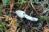 Inocybe sororia image