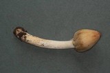 Inocybe sororia image