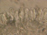 Inocybe sororia image
