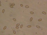 Inocybe sororia image