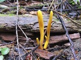 Clavulinopsis laeticolor image