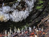 Ramariopsis kunzei image