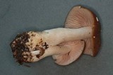 Entoloma subsaundersii image