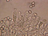 Entoloma subsaundersii image