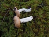 Russula veternosa image