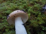 Russula veternosa image