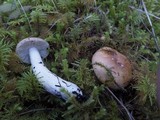 Russula veternosa image