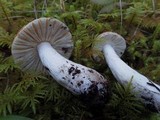 Russula veternosa image