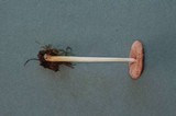 Pluteus roseipes image