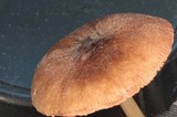 Pluteus roseipes image