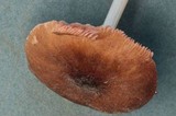 Pluteus roseipes image