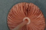 Pluteus roseipes image