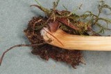 Pluteus roseipes image