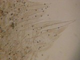 Pluteus roseipes image