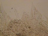 Pluteus roseipes image