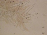 Pluteus roseipes image
