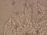 Pluteus roseipes image