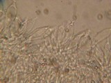 Pluteus roseipes image