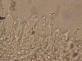 Pluteus roseipes image