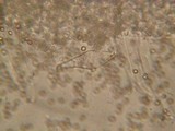Pluteus roseipes image