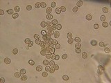 Pluteus roseipes image