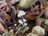 Delicatula integrella image