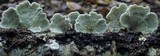 Plicaturopsis crispa image