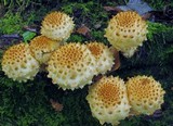 Pholiota squarrosoides image