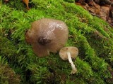 Bolbitius reticulatus image