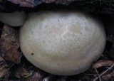 Hypsizygus marmoreus image