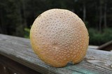 Amanita persicina image
